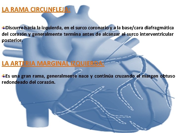LA RAMA CIRCUNFLEJA: Discurre hacia la izquierda, en el surco coronario y a la LA RAMA CIRCUNFLEJA: Discurre hacia la izquierda, en el surco coronario y a la
