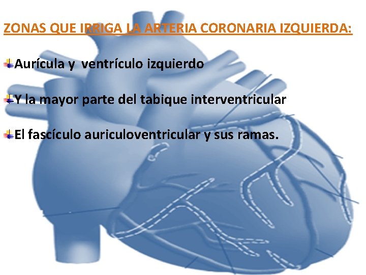 ZONAS QUE IRRIGA LA ARTERIA CORONARIA IZQUIERDA: Aurícula y ventrículo izquierdo Y la mayor ZONAS QUE IRRIGA LA ARTERIA CORONARIA IZQUIERDA: Aurícula y ventrículo izquierdo Y la mayor