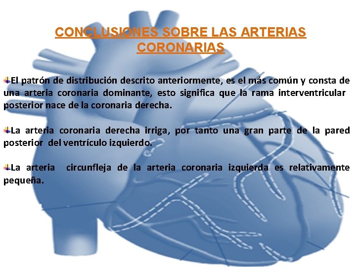 CONCLUSIONES SOBRE LAS ARTERIAS CORONARIAS El patrón de distribución descrito anteriormente, es el más CONCLUSIONES SOBRE LAS ARTERIAS CORONARIAS El patrón de distribución descrito anteriormente, es el más