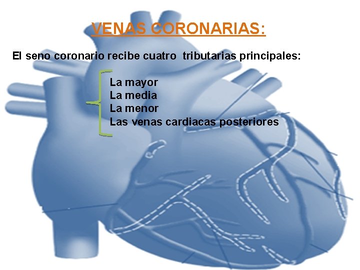 VENAS CORONARIAS: El seno coronario recibe cuatro tributarias principales: La mayor La media La VENAS CORONARIAS: El seno coronario recibe cuatro tributarias principales: La mayor La media La