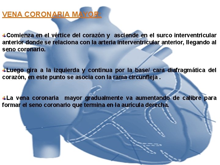 VENA CORONARIA MAYOR: Comienza en el vértice del corazón y asciende en el surco VENA CORONARIA MAYOR: Comienza en el vértice del corazón y asciende en el surco