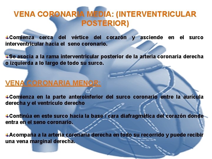 VENA CORONARIA MEDIA: (INTERVENTRICULAR POSTERIOR) Comienza cerca del vértice del corazón y asciende en VENA CORONARIA MEDIA: (INTERVENTRICULAR POSTERIOR) Comienza cerca del vértice del corazón y asciende en
