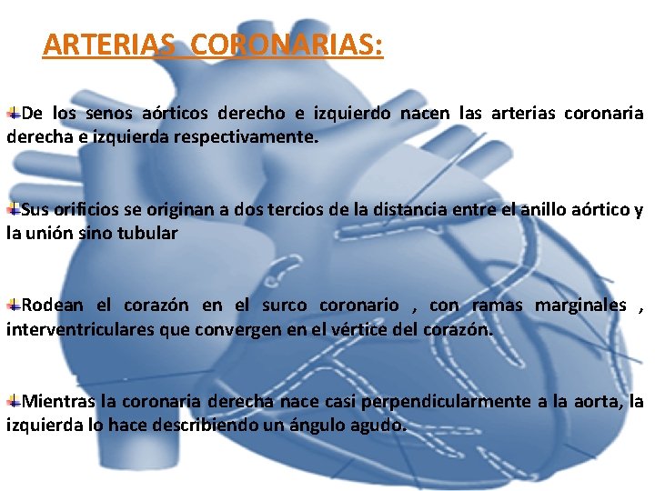ARTERIAS CORONARIAS: De los senos aórticos derecho e izquierdo nacen las arterias coronaria derecha ARTERIAS CORONARIAS: De los senos aórticos derecho e izquierdo nacen las arterias coronaria derecha