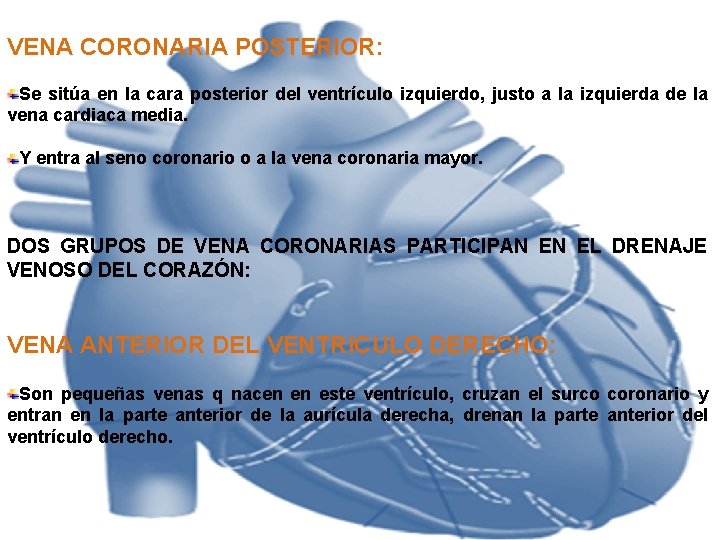VENA CORONARIA POSTERIOR: Se sitúa en la cara posterior del ventrículo izquierdo, justo a VENA CORONARIA POSTERIOR: Se sitúa en la cara posterior del ventrículo izquierdo, justo a