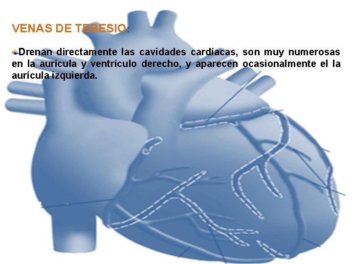 VENAS DE TEBESIO: Drenan directamente las cavidades cardíacas, son muy numerosas en la aurícula VENAS DE TEBESIO: Drenan directamente las cavidades cardíacas, son muy numerosas en la aurícula