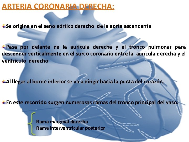 ARTERIA CORONARIA DERECHA: Se origina en el seno aórtico derecho de la aorta ascendente ARTERIA CORONARIA DERECHA: Se origina en el seno aórtico derecho de la aorta ascendente