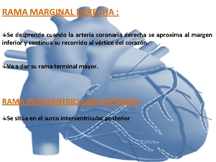 RAMA MARGINAL DERECHA : Se desprende cuando la arteria coronaria derecha se aproxima al RAMA MARGINAL DERECHA : Se desprende cuando la arteria coronaria derecha se aproxima al