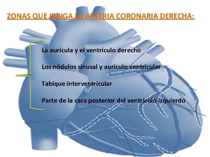 ZONAS QUE IRRIGA LA ARTERIA CORONARIA DERECHA: La aurícula y el ventrículo derecho Los ZONAS QUE IRRIGA LA ARTERIA CORONARIA DERECHA: La aurícula y el ventrículo derecho Los