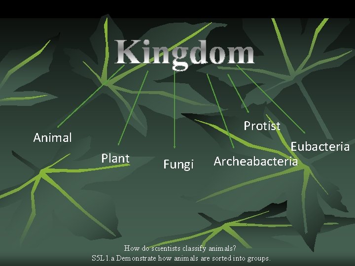 Protist Animal Plant Fungi Eubacteria Archeabacteria How do scientists classify animals? S 5 L