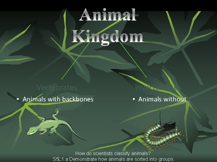 Vertebrates Invertebrates • Animals with backbones • Animals without backbones How do scientists classify