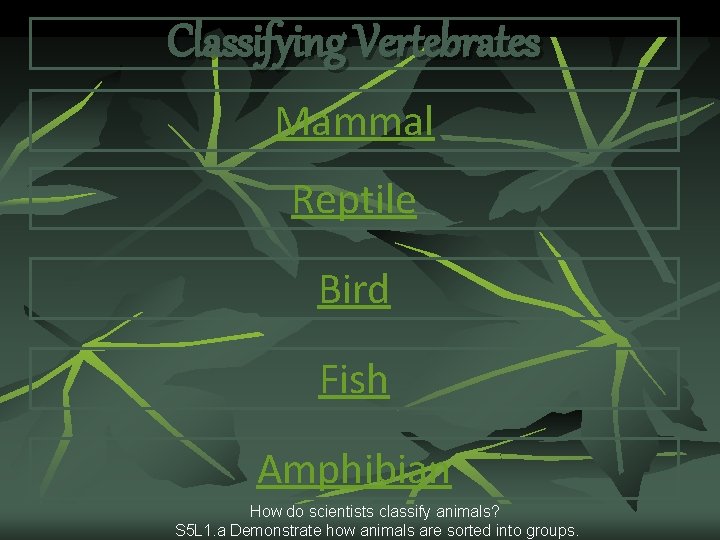Classifying Vertebrates Mammal Reptile Bird Fish Amphibian How do scientists classify animals? S 5