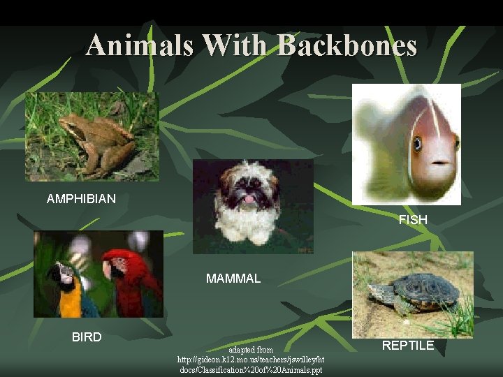 Animals With Backbones AMPHIBIAN FISH MAMMAL BIRD adapted from http: //gideon. k 12. mo.