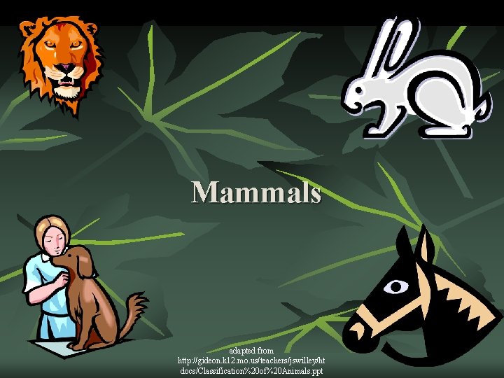 Mammals adapted from http: //gideon. k 12. mo. us/teachers/jswilley/ht docs/Classification%20 of%20 Animals. ppt 