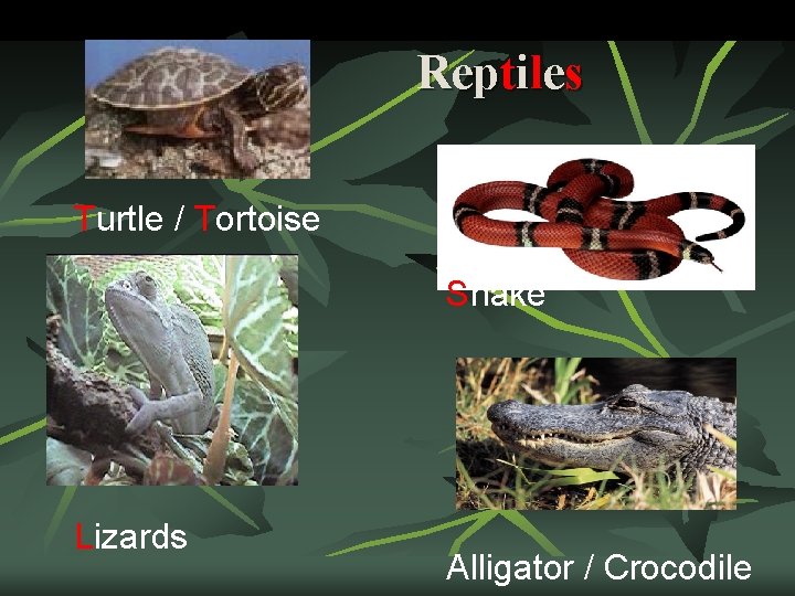 Reptiles Turtle / Tortoise Snake Lizards Alligator / Crocodile 