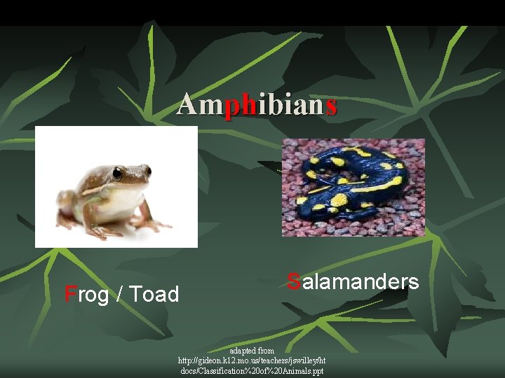 Amphibians Frog / Toad Salamanders adapted from http: //gideon. k 12. mo. us/teachers/jswilley/ht docs/Classification%20