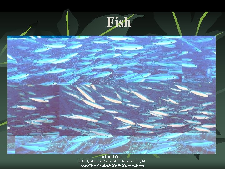 Fish adapted from http: //gideon. k 12. mo. us/teachers/jswilley/ht docs/Classification%20 of%20 Animals. ppt 