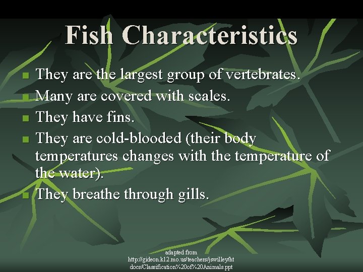 Fish Characteristics n n n They are the largest group of vertebrates. Many are