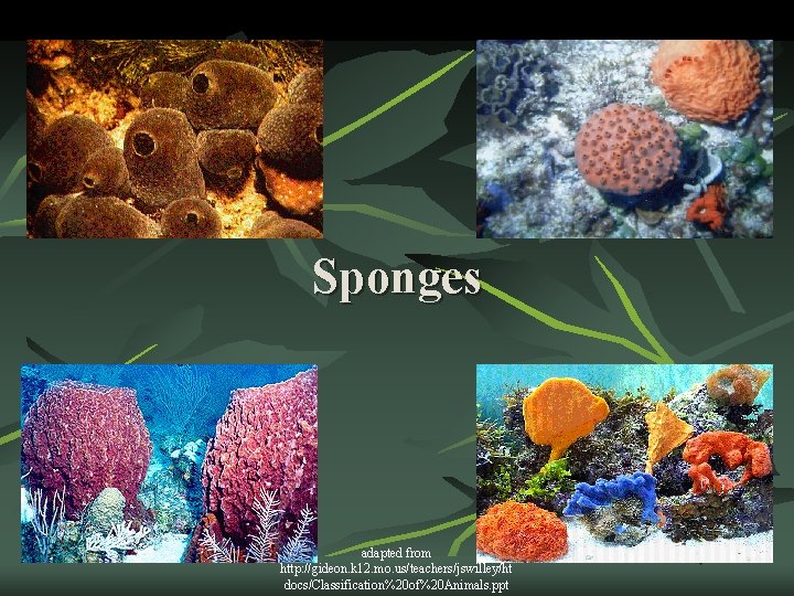 Sponges adapted from http: //gideon. k 12. mo. us/teachers/jswilley/ht docs/Classification%20 of%20 Animals. ppt 
