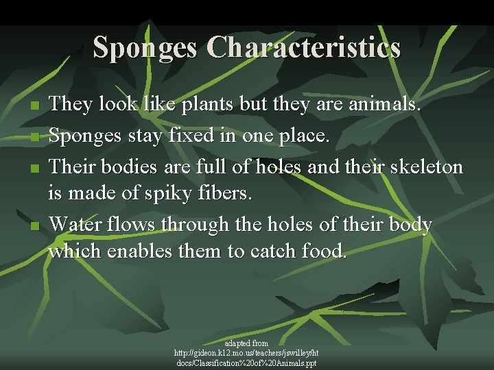 Sponges Characteristics n n They look like plants but they are animals. Sponges stay