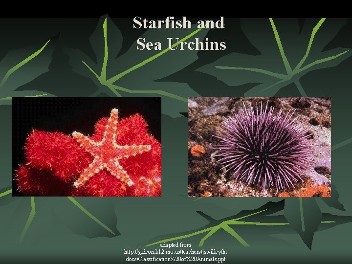 Starfish and Sea Urchins adapted from http: //gideon. k 12. mo. us/teachers/jswilley/ht docs/Classification%20 of%20