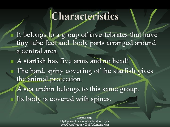 Characteristics n n n It belongs to a group of invertebrates that have tiny