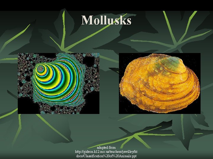 Mollusks adapted from http: //gideon. k 12. mo. us/teachers/jswilley/ht docs/Classification%20 of%20 Animals. ppt 