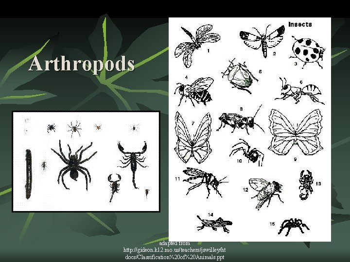 Arthropods adapted from http: //gideon. k 12. mo. us/teachers/jswilley/ht docs/Classification%20 of%20 Animals. ppt 