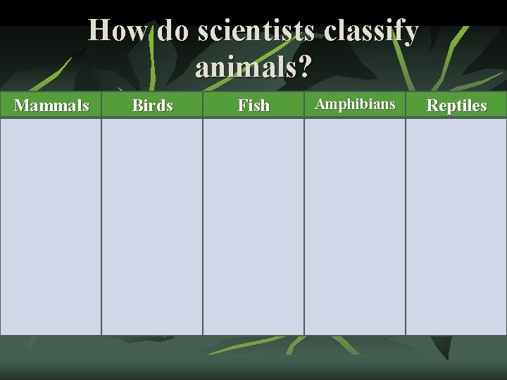 How do scientists classify animals? Mammals Birds Fish Amphibians Reptiles 