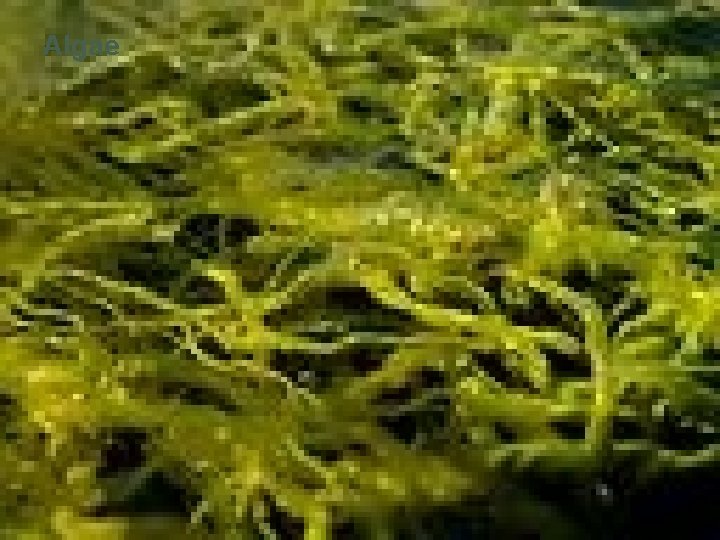 Algae 