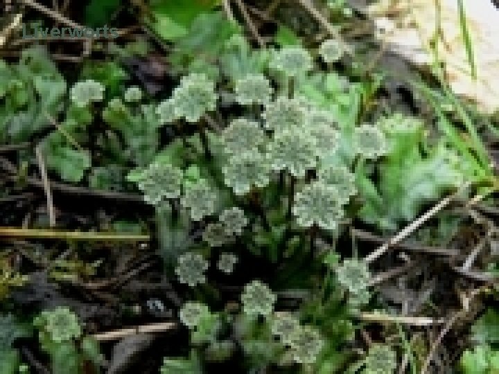 Liverworts 