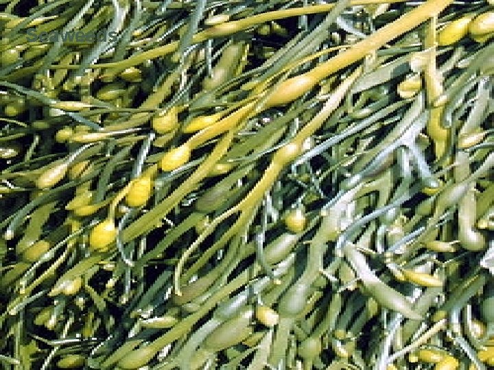 Seaweeds 