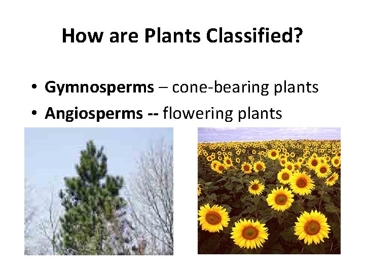 How are Plants Classified? • Gymnosperms – cone-bearing plants • Angiosperms -- flowering plants