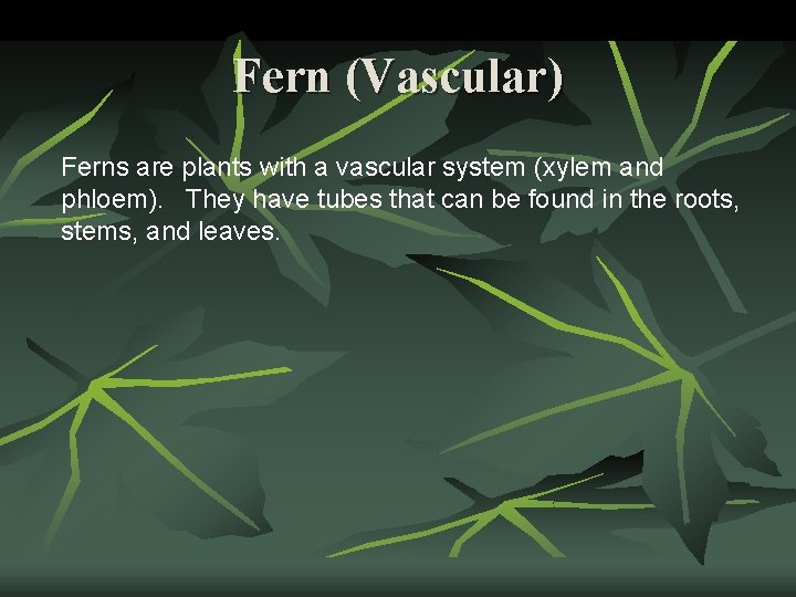 Fern (Vascular) Ferns are plants with a vascular system (xylem and phloem). They have