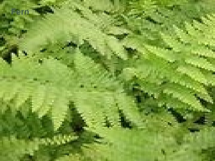Fern 