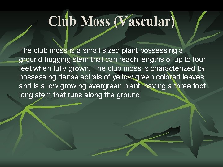 Club Moss (Vascular) The club moss is a small sized plant possessing a ground