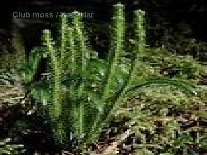 Club moss / Vascular 