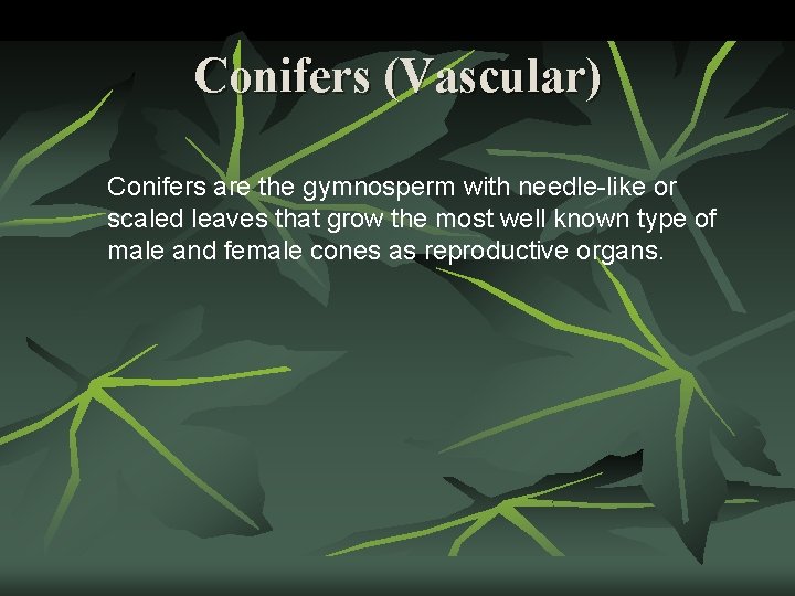 Conifers (Vascular) Conifers are the gymnosperm with needle-like or scaled leaves that grow the