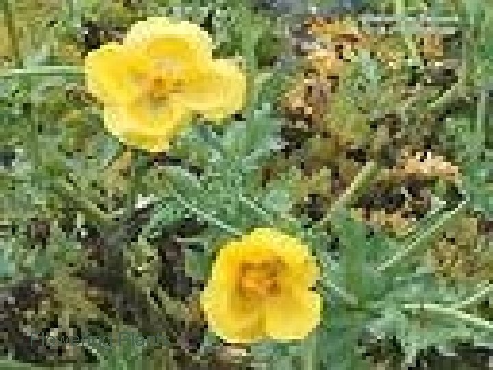Flowering Plants 