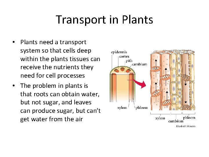 Transport in Plants • Plants need a transport system so that cells deep within