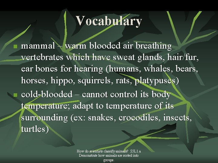 Vocabulary n n mammal – warm blooded air breathing vertebrates which have sweat glands,