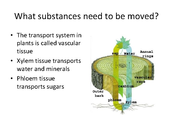 What substances need to be moved? • The transport system in plants is called