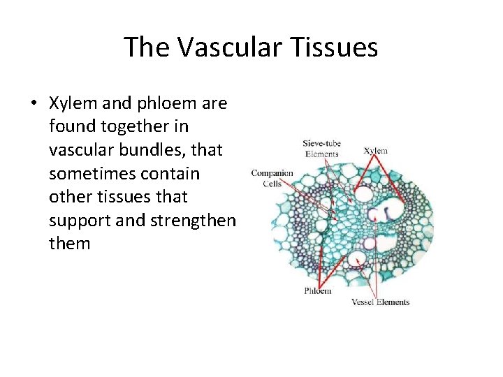 The Vascular Tissues • Xylem and phloem are found together in vascular bundles, that
