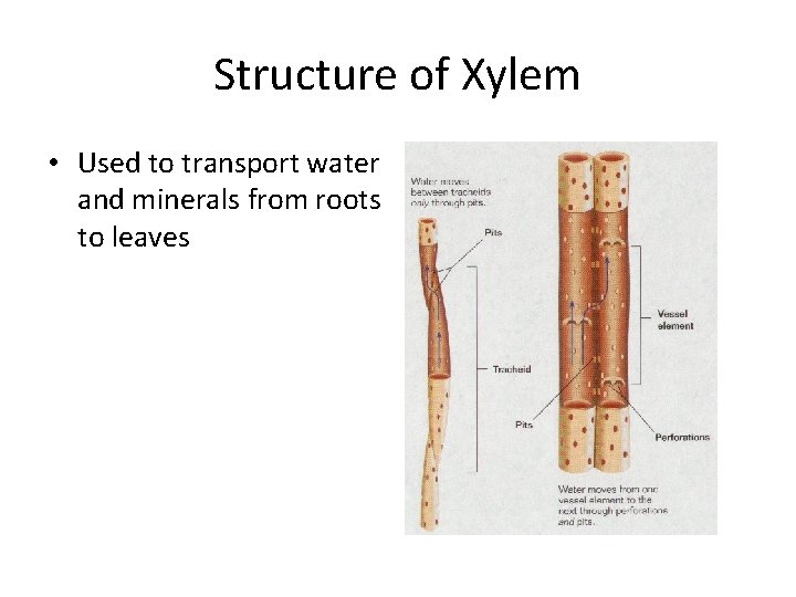 Structure of Xylem • Used to transport water and minerals from roots to leaves