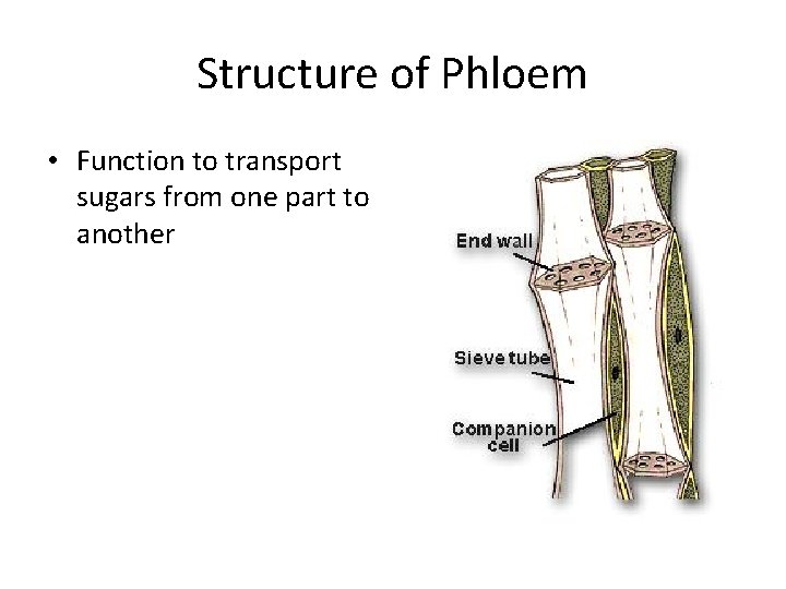 Structure of Phloem • Function to transport sugars from one part to another 