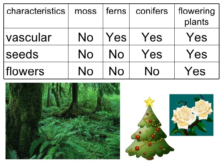How do scientists classify animals? S 5 L 1. a Demonstrate how animals are