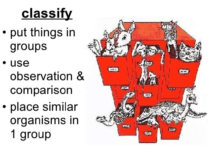 How do scientists classify animals? S 5 L 1. a Demonstrate how animals are