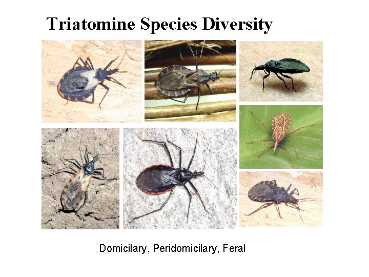 Triatomine Species Diversity Domicilary, Peridomicilary, Feral 
