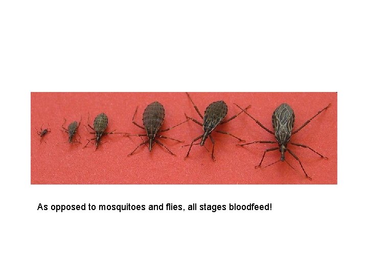 As opposed to mosquitoes and flies, all stages bloodfeed! 