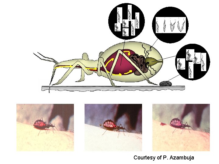 Vertebrate host Courtesy of P. Azambuja 