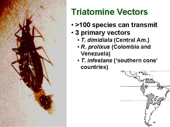 Triatomine Vectors • >100 species can transmit • 3 primary vectors • T. dimidiata